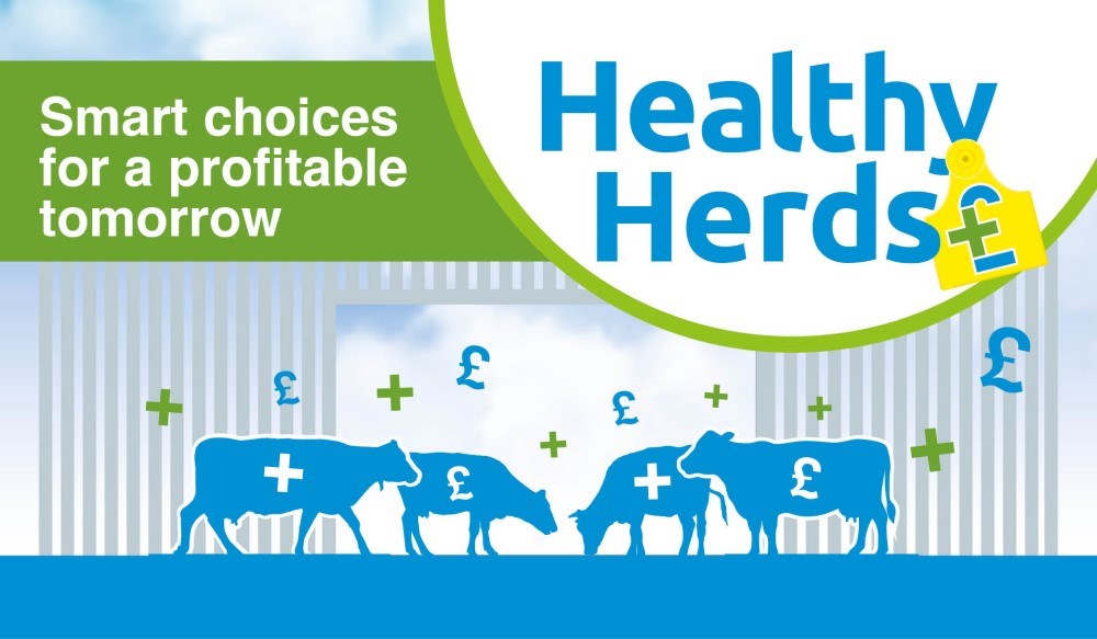 Graphic of cows with the Healthy Herds logo